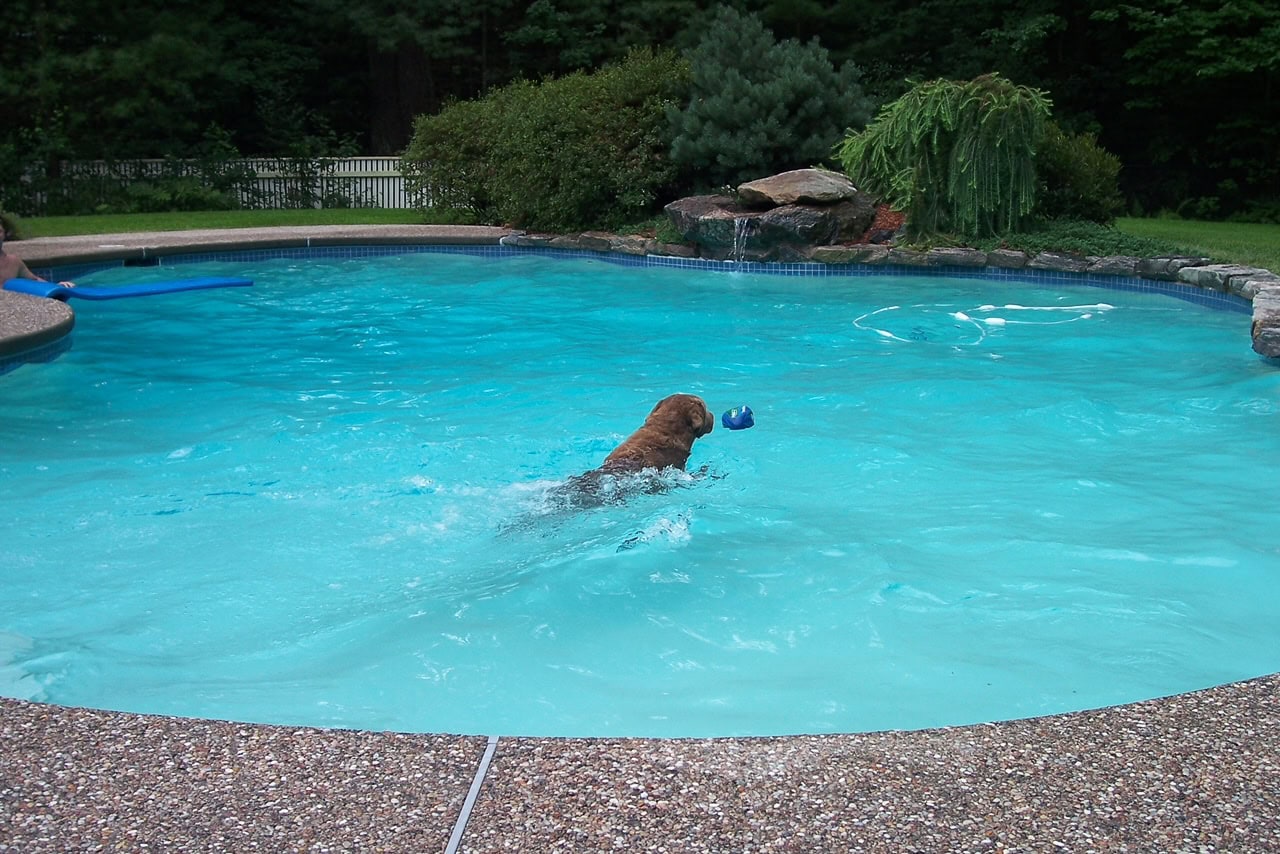 Pool with home in background showing the pool area before Dex by Terra conducted a pool renovation project.