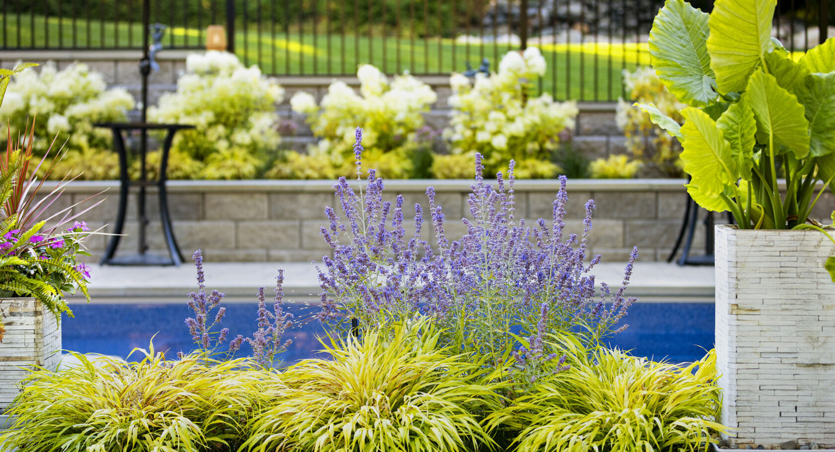 poolside landscape plantings. Grasses and purple flowers. Dex by Terra landscape and hardscape design build project in Westminster, Massachusetts.
