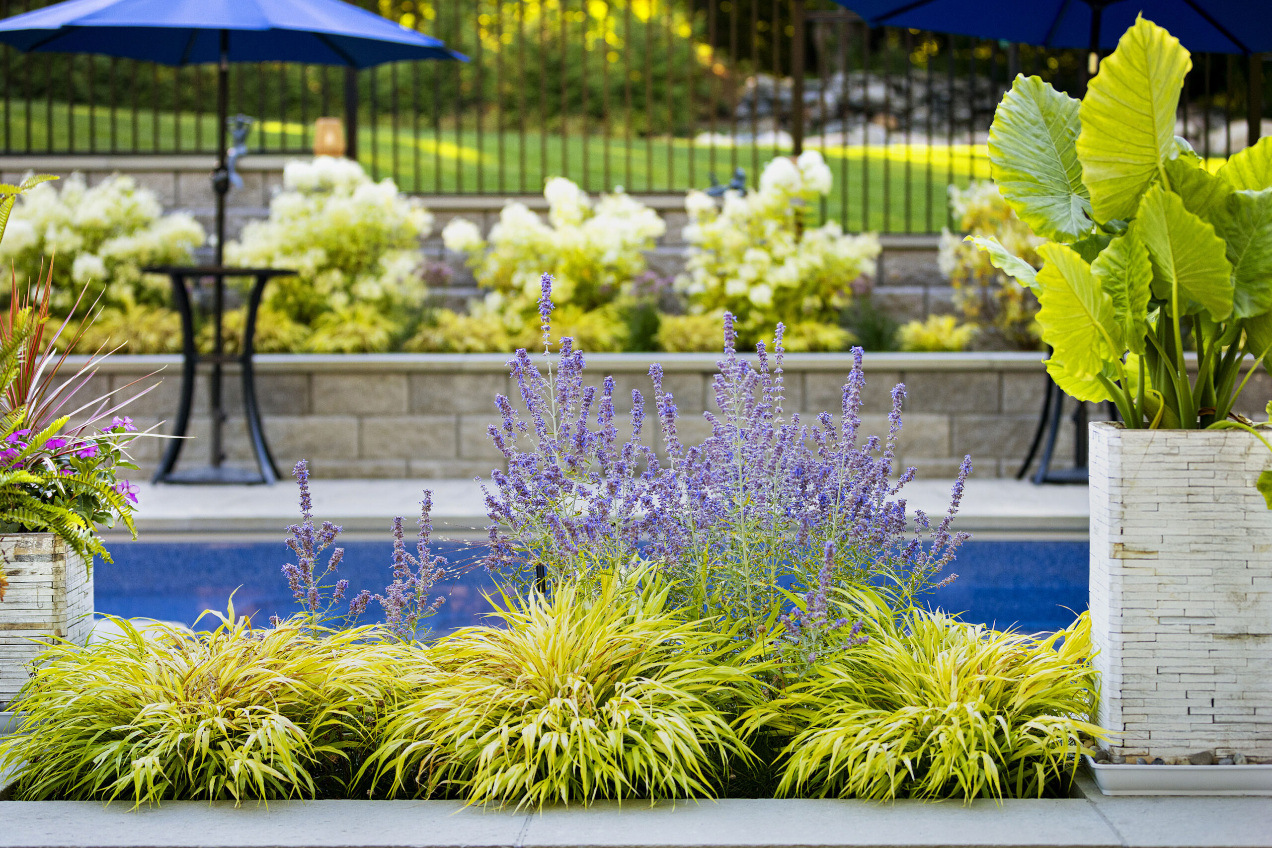 poolside landscape plantings. Grasses and purple flowers. Dex by Terra landscape and hardscape design build project in Westminster, Massachusetts.